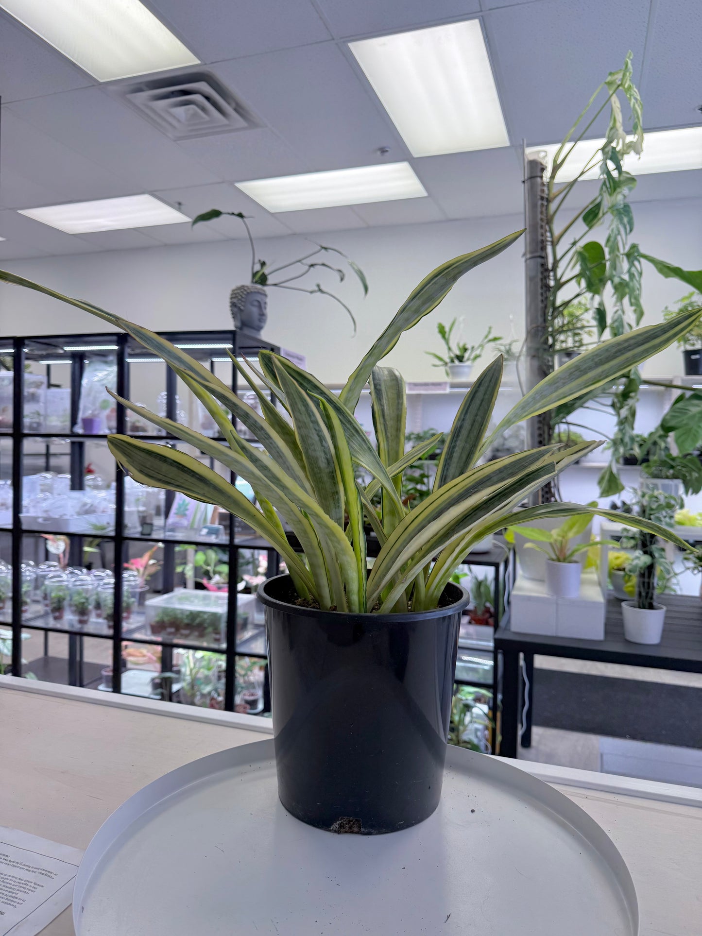 Sansevieria 'Lauren' 8.5” | No Ship