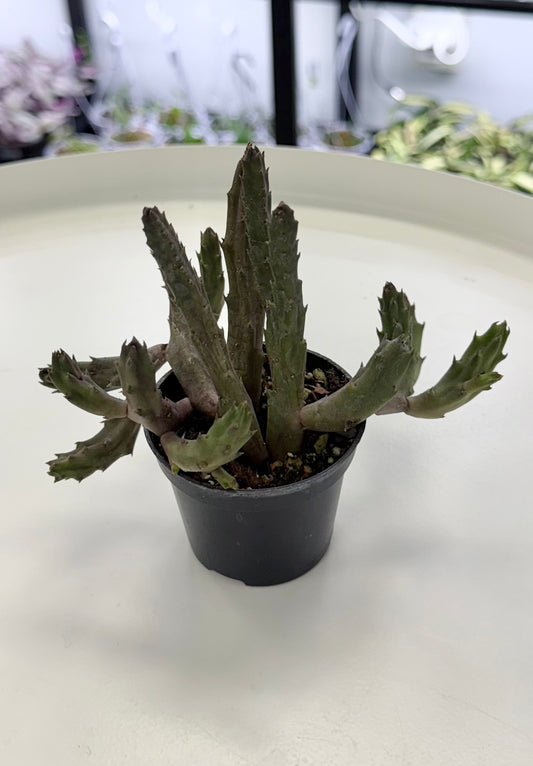 Stapelia schinzii