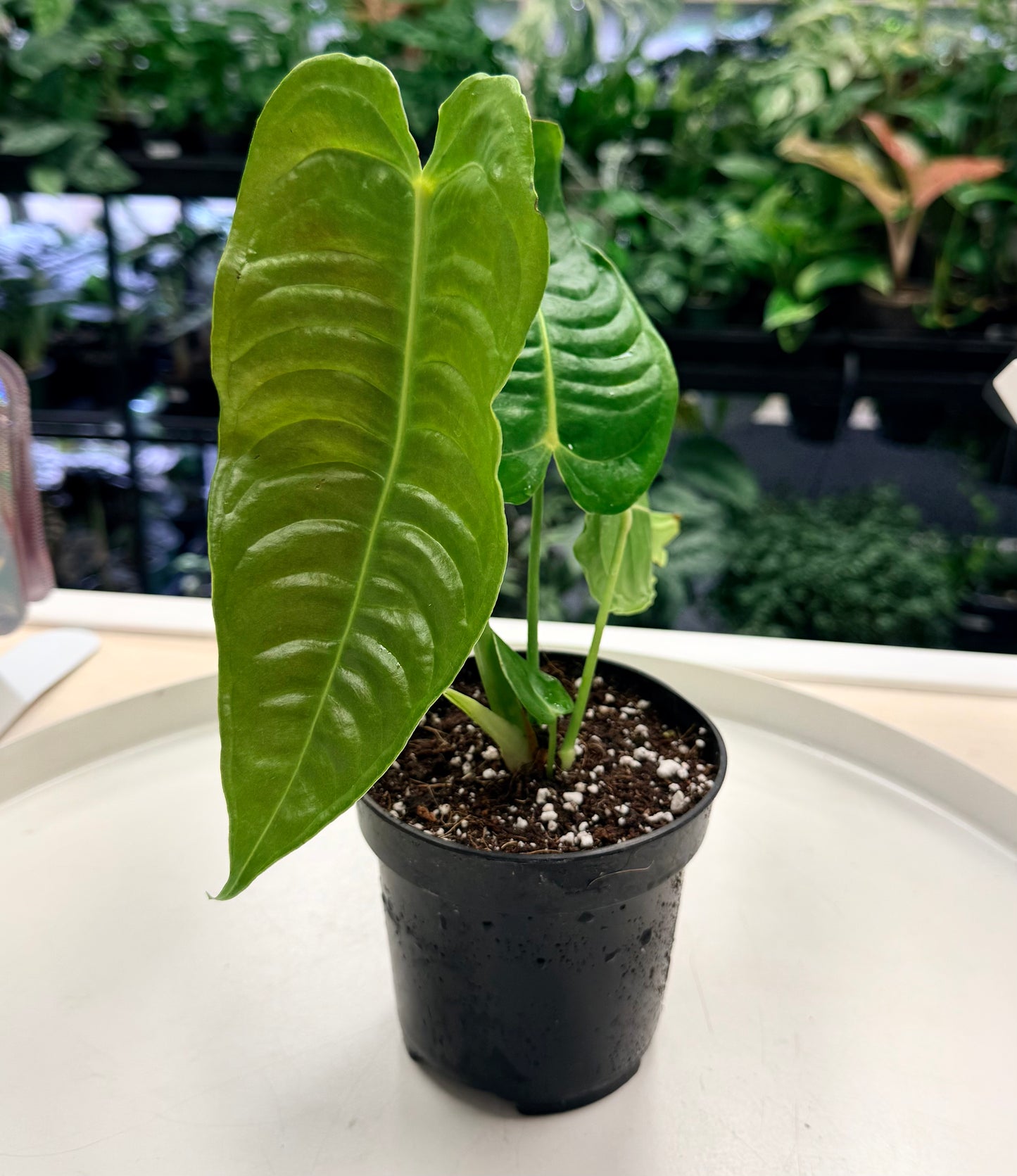 Anthurium veitchii 4”