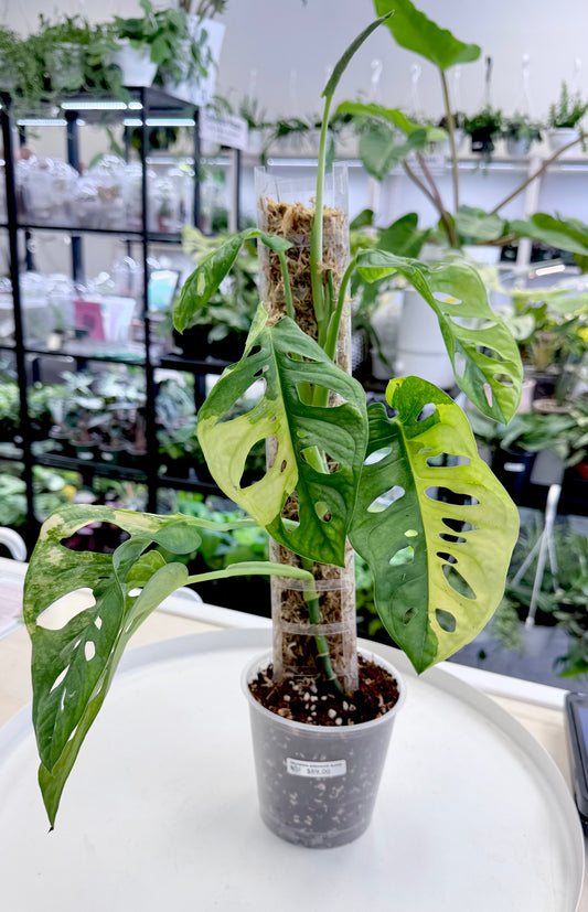 Monstera adansonii Aurea on Moss Pole