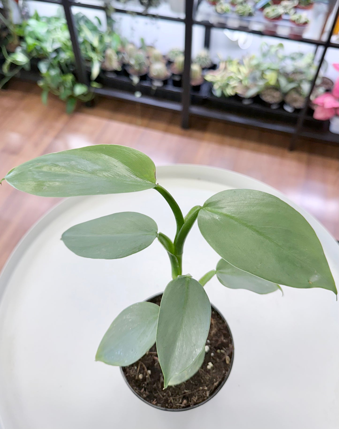 Philodendron ‘Silver Sword’ 4”