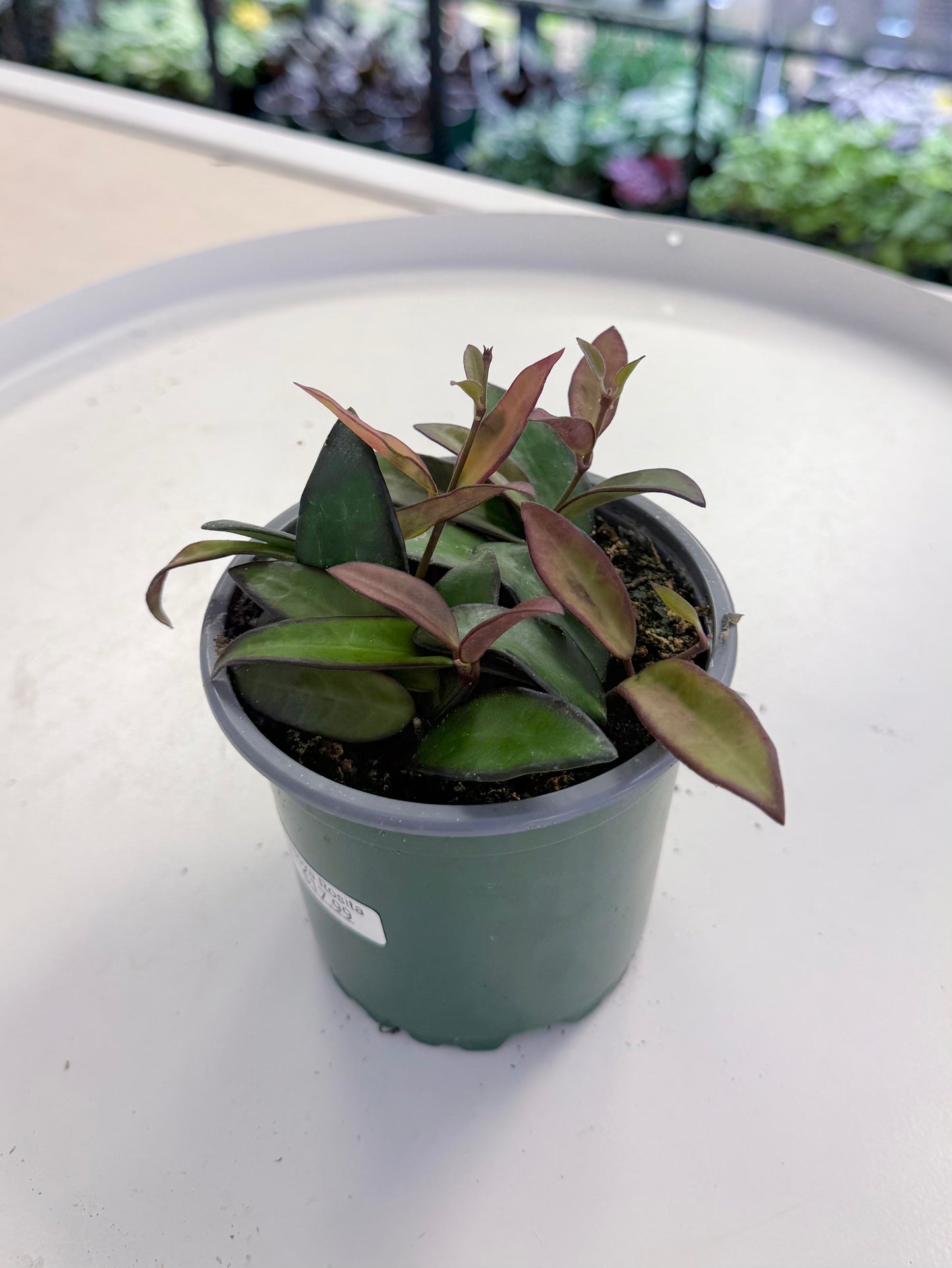 Hoya ‘Rosita’ 4”