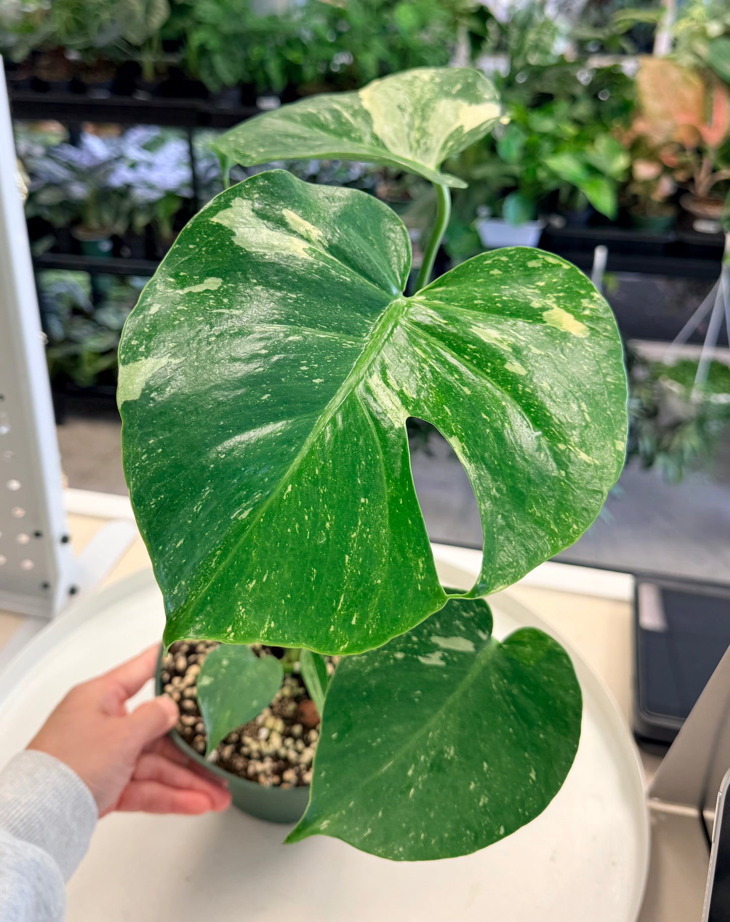 Monstera Thai Constellation