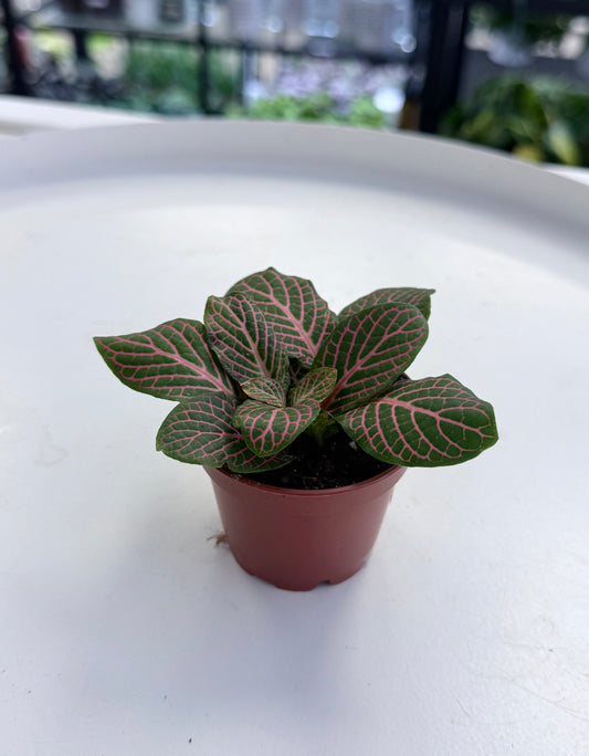 Fittonia | Pink 2”