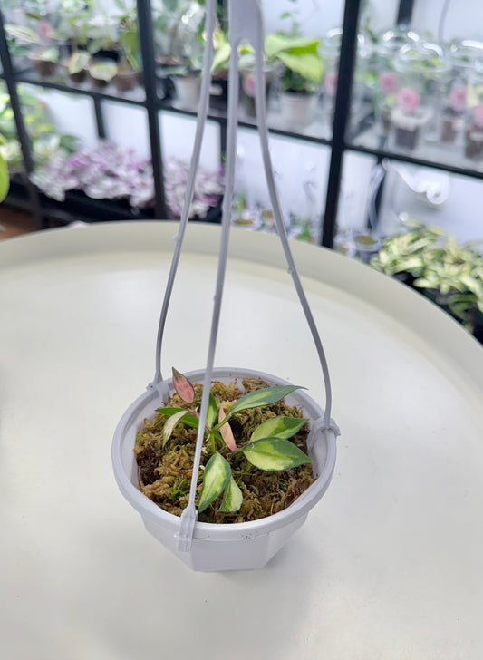 Hoya lacunosa Variegated | 3.8” Hanging Pot