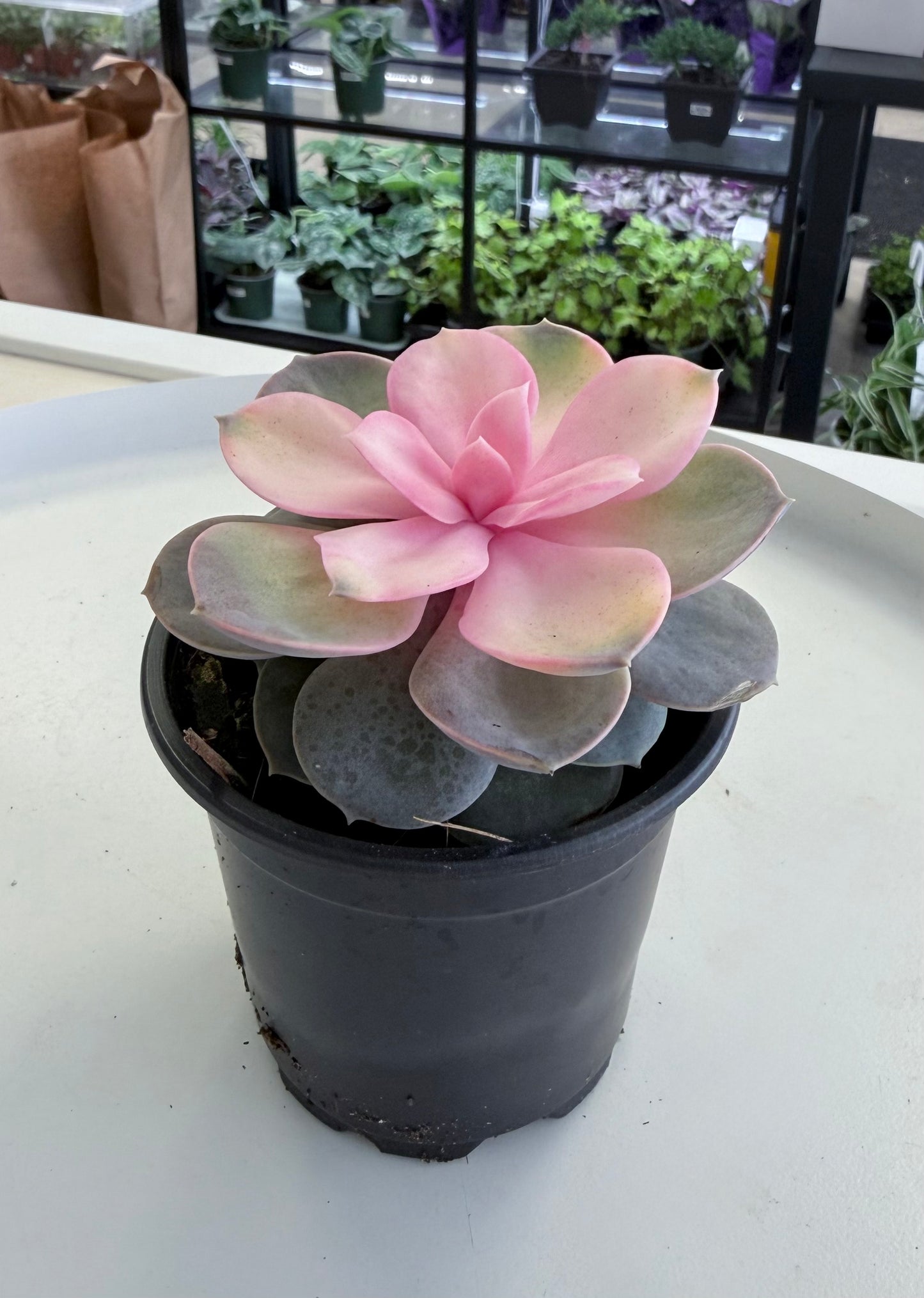 Echeveria 'Perle von Nurnberg' (PVN) Tinted 4”