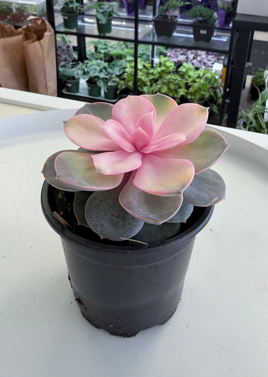Echeveria 'Perle von Nurnberg' (PVN) Tinted 4”