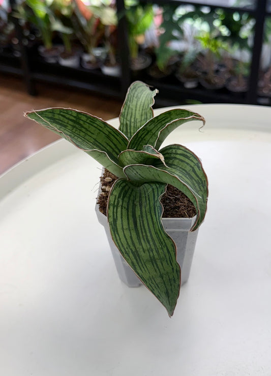 Sansevieria ‘Cleopatra’