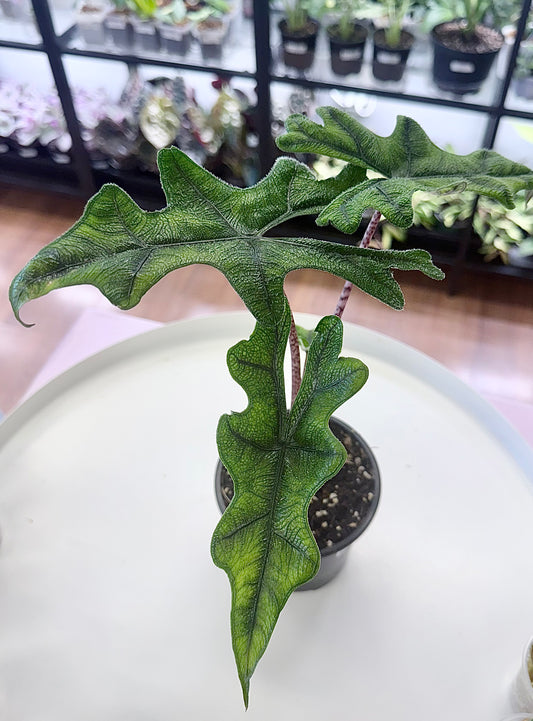 Alocasia 'Jacklyn' 4”