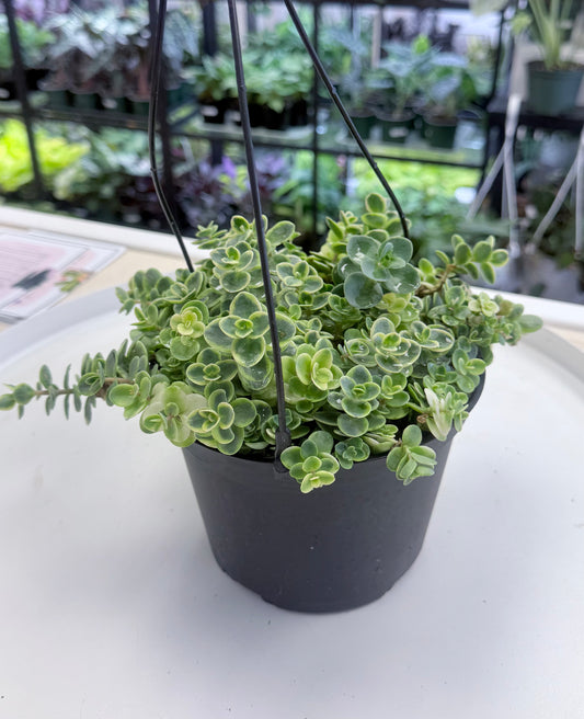 Sedum ‘Lime Twister’ | SunSparkler Series | 6” HB