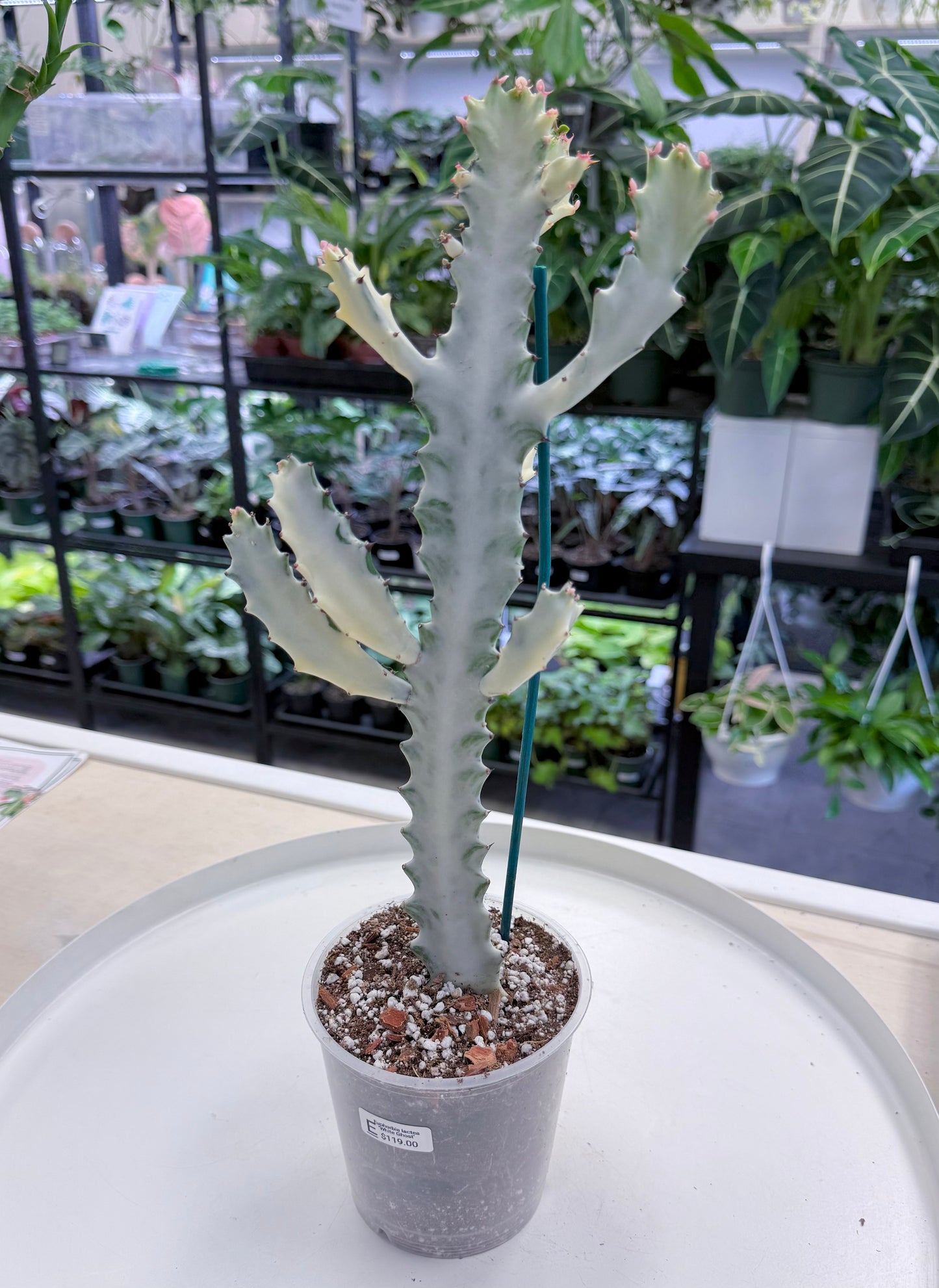 Euphorbia lactea ‘White Ghost’ |Large 15-18”