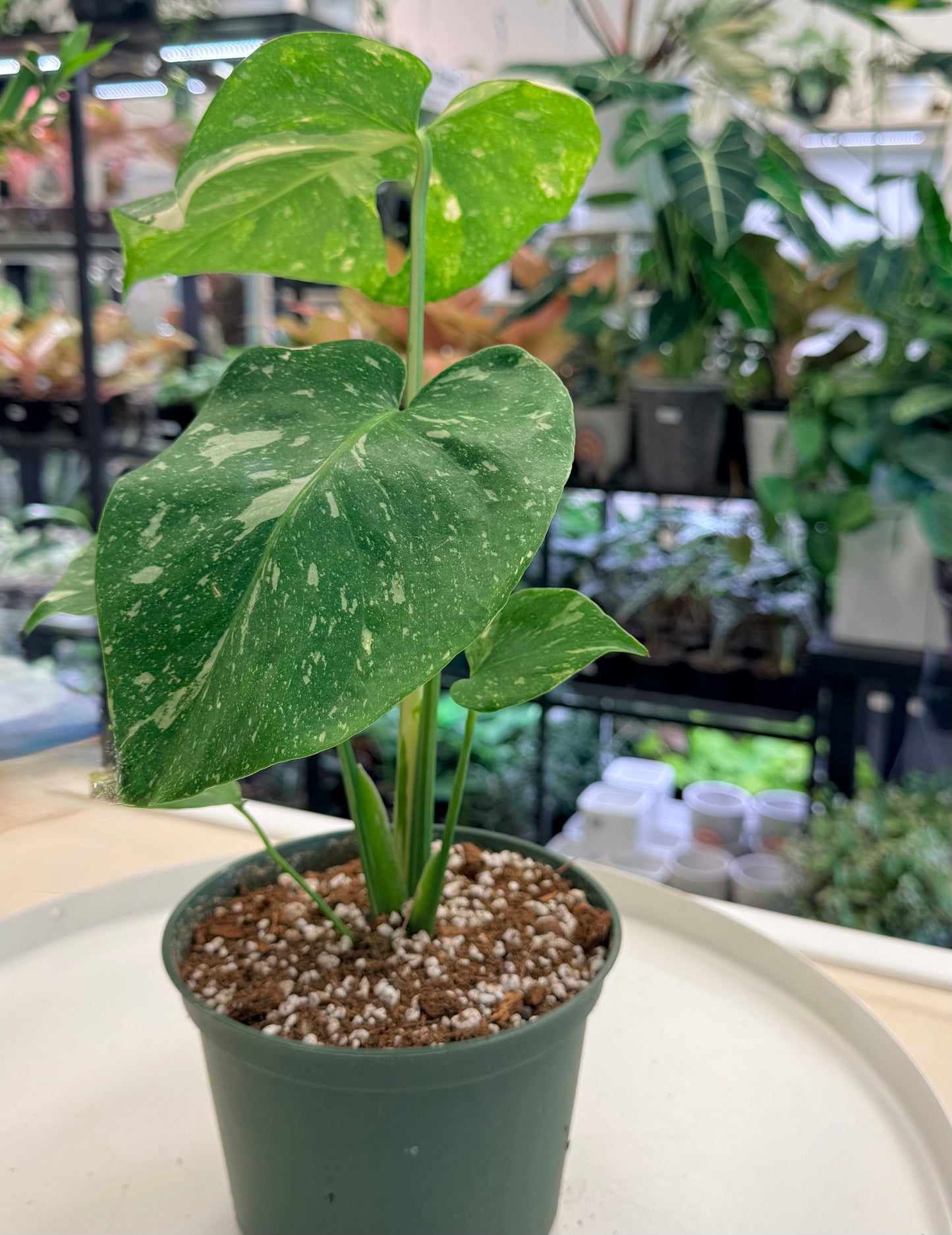 Monstera Thai Constellation