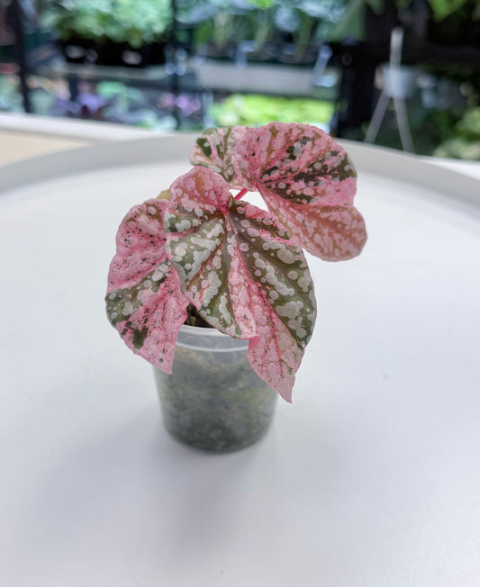 Begonia ‘Snow Capped’ Pink Variegated