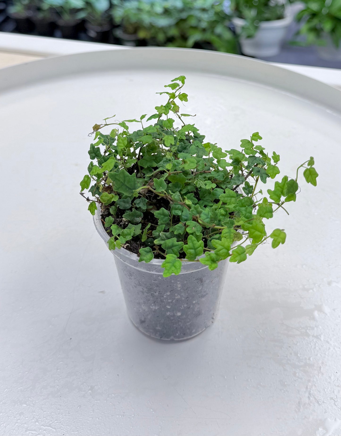 Ficus pumila 'Quercifolia' | String of Frogs
