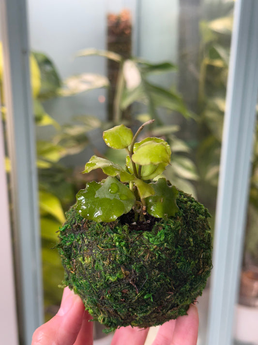 Kokedama Planter