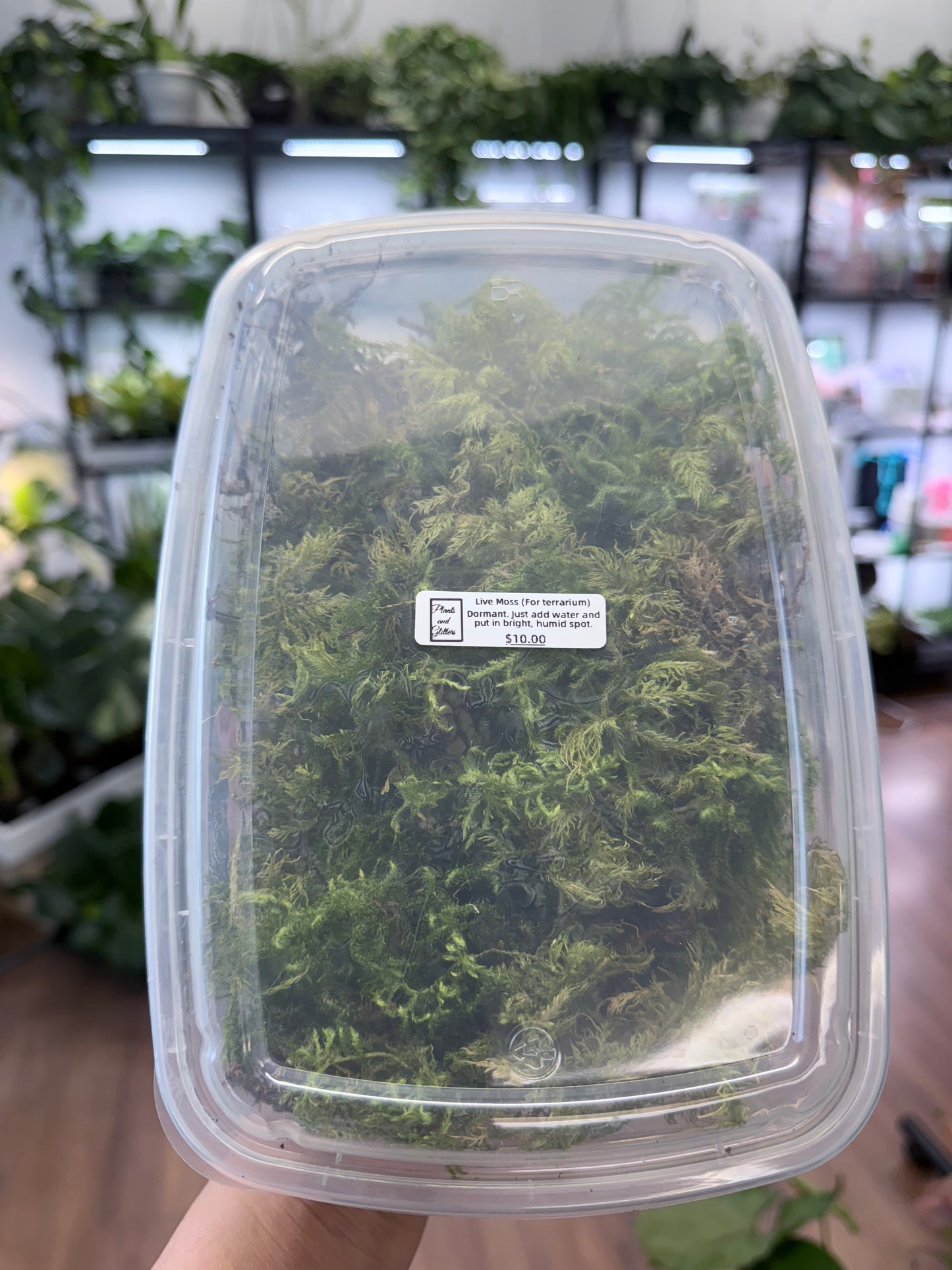 Forest Moss (for terrariums)