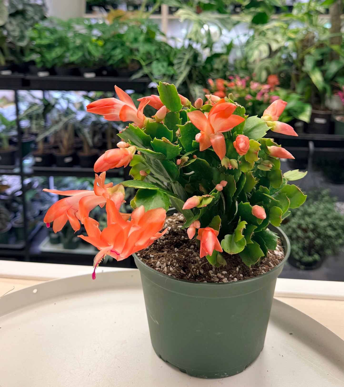 Schlumbergera truncata | Thanksgiving cactus
