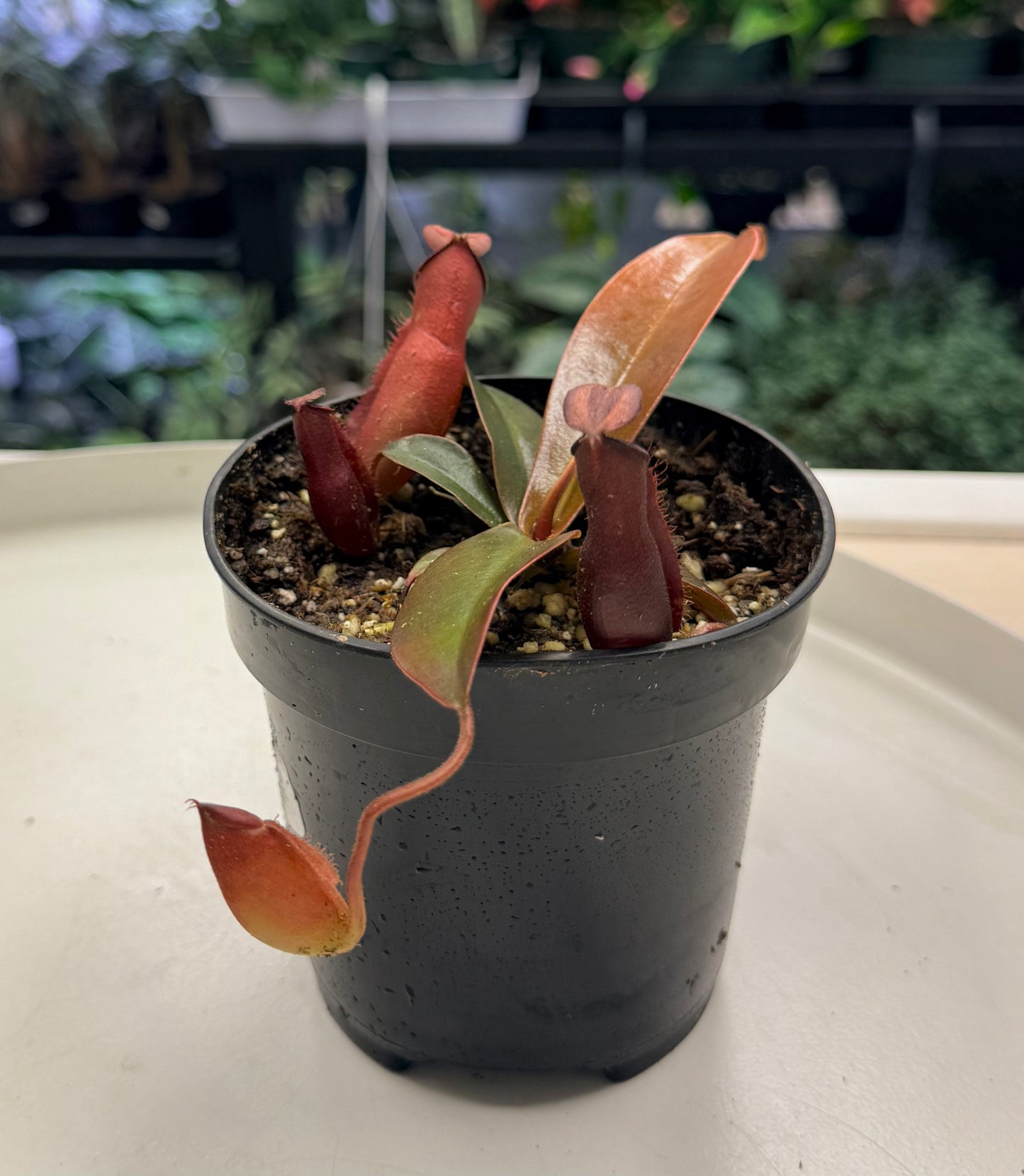 Nepenthes 'Dark Secret' 4"
