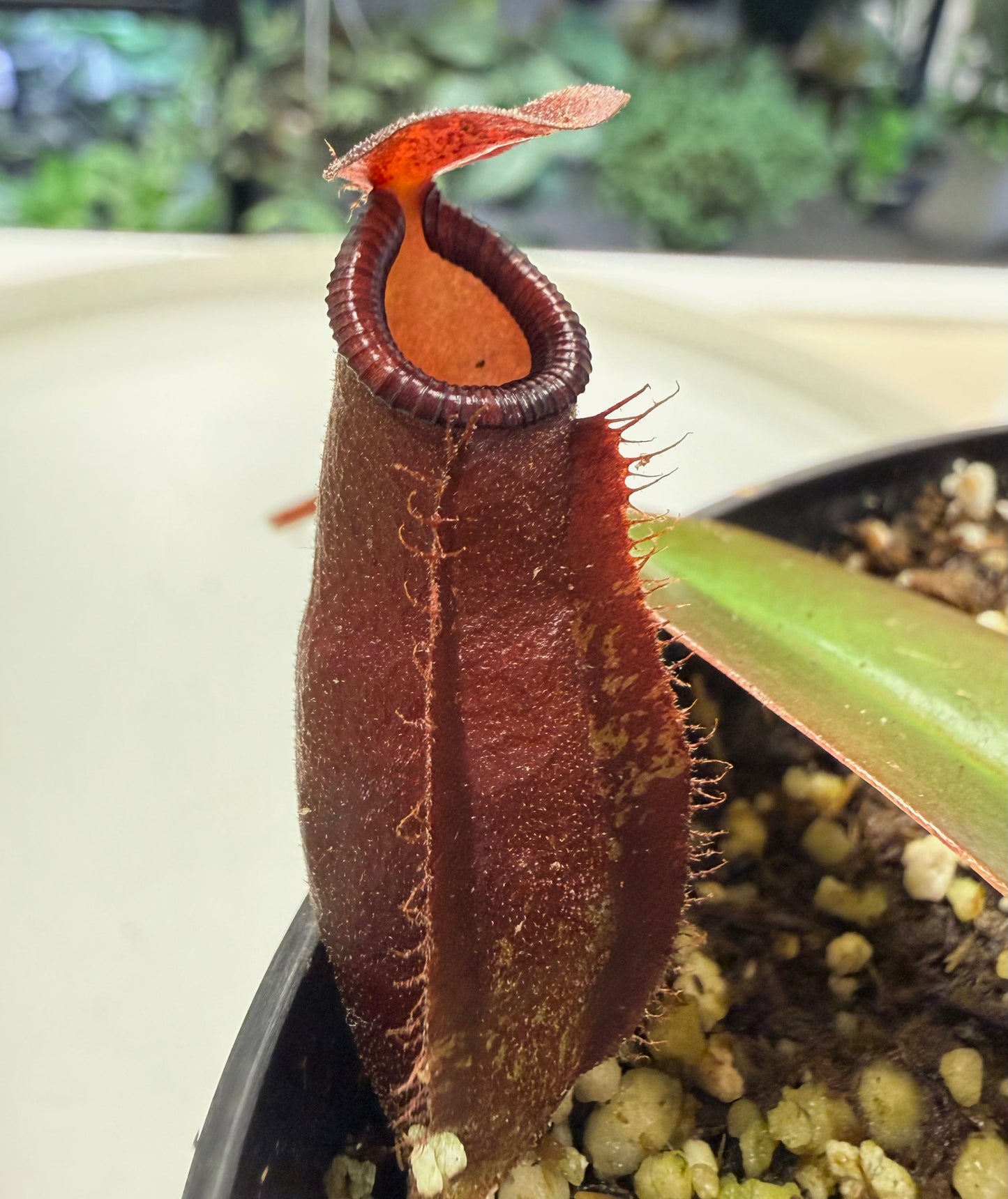 Nepenthes 'Dark Secret' 4"
