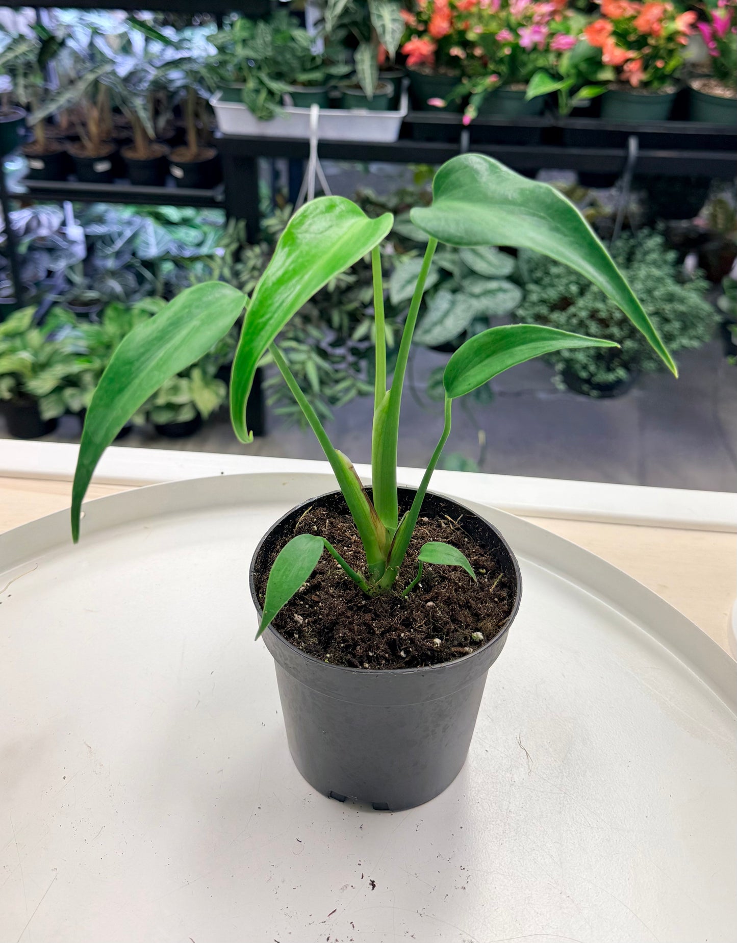 Monstera Burle Marx Flame