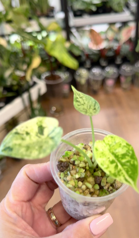 Alocasia baginda ‘Dragon Scale’ Mint