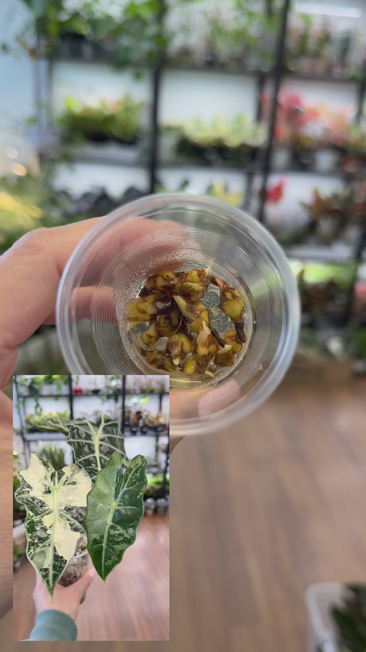 Corm| Alocasia amazonica Albo|Mint