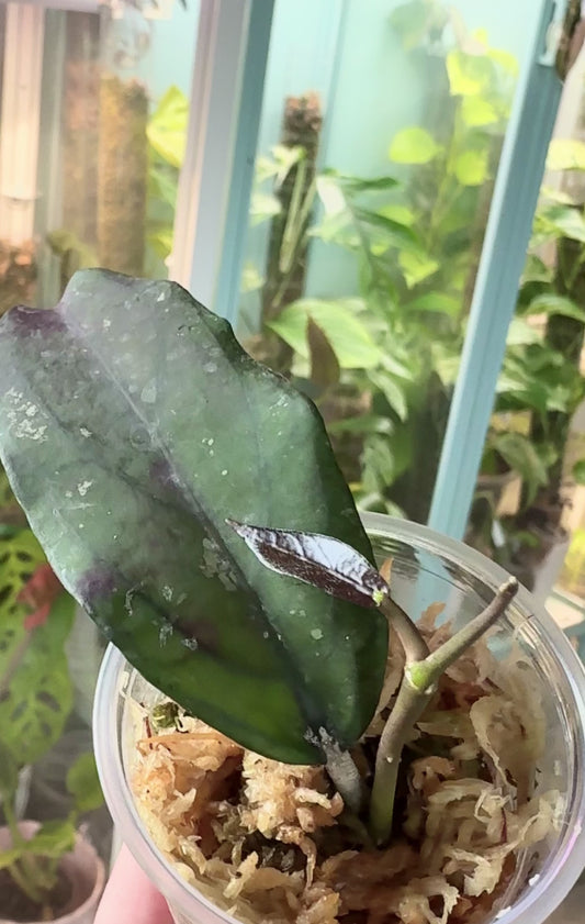 Hoya sp. Aceh Takengon (rare)