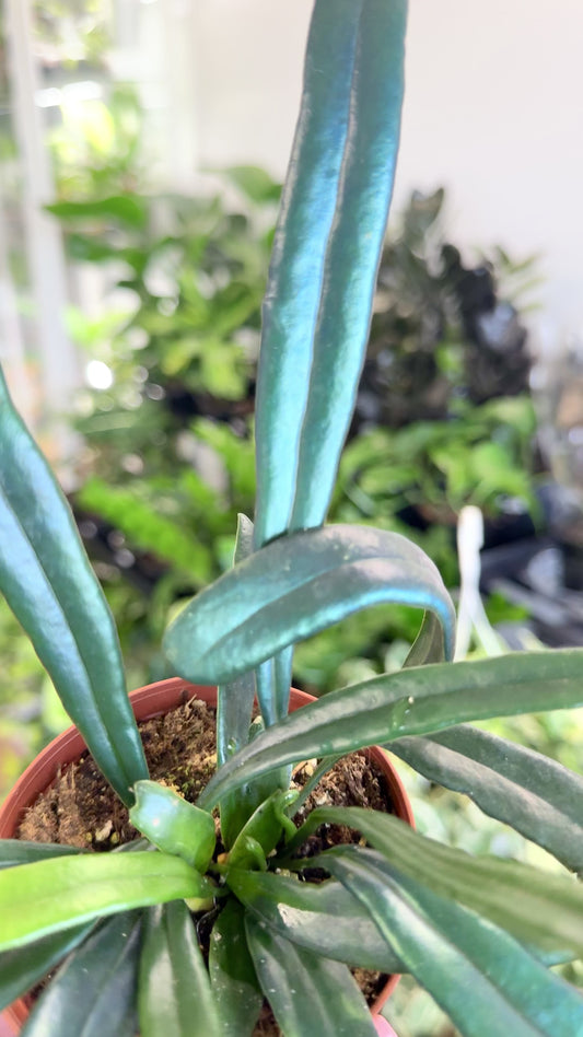 Microsorum thailandicum | Blue Oil Fern 3”