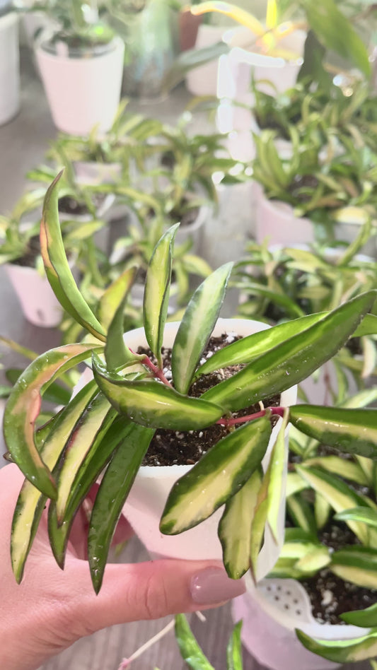 Hoya wayetii variegated 3” Self-Watering Pot