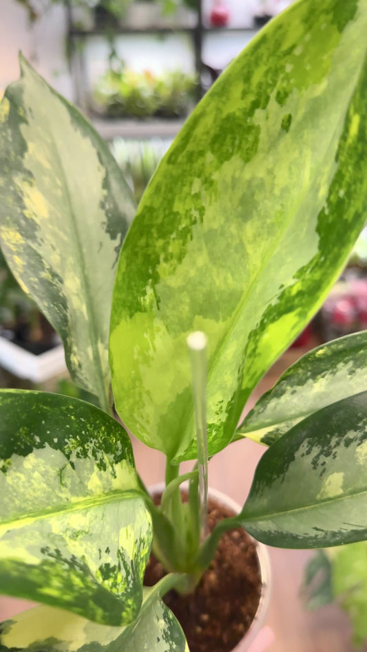 Aglaonema ‘Suvarnabhumi’ Variegated