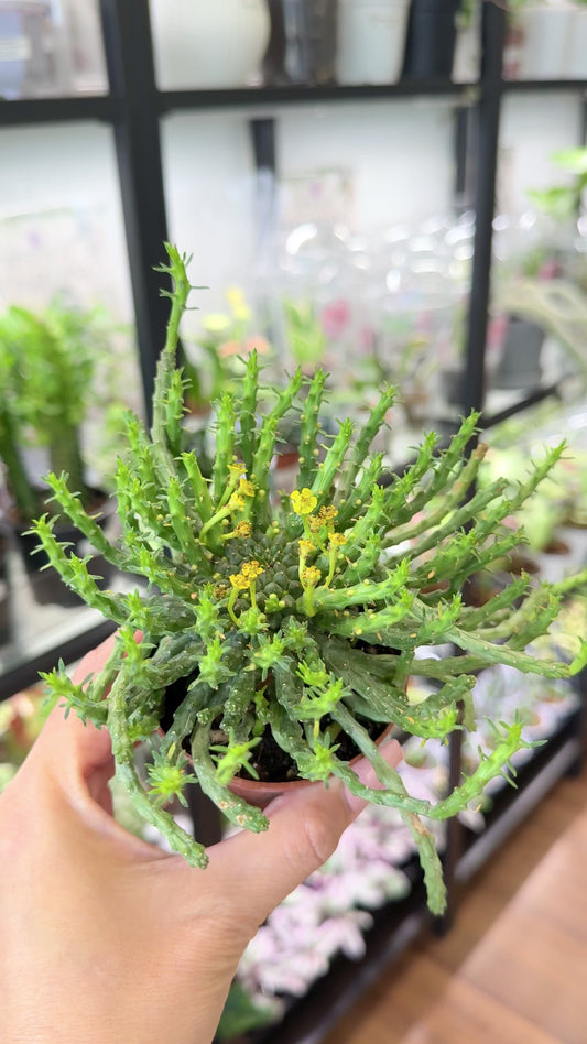 Euphorbia flanaganii | Medusa's Head Cactus 2.5”