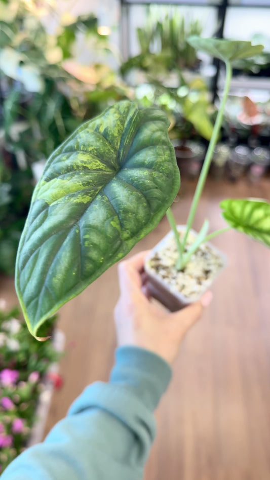 Alocasia baginda ‘Dragon Scale’ Aurea