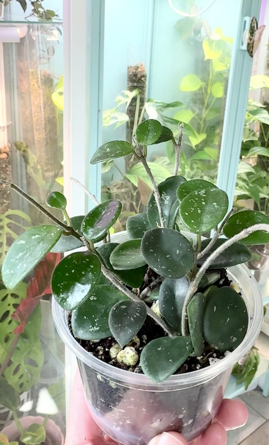 Hoya cv. Mathilde 3”