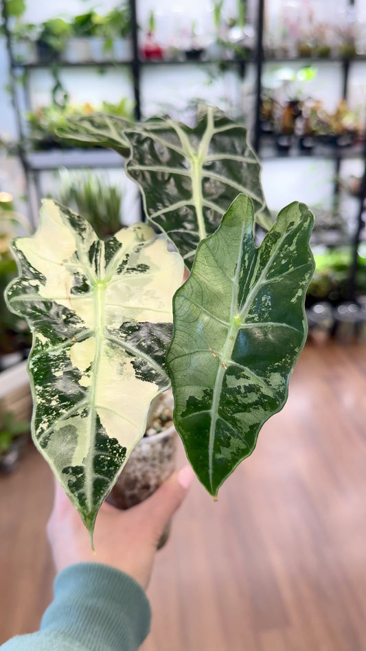 Alocasia amazonica Albo|Mint (Full Plant)