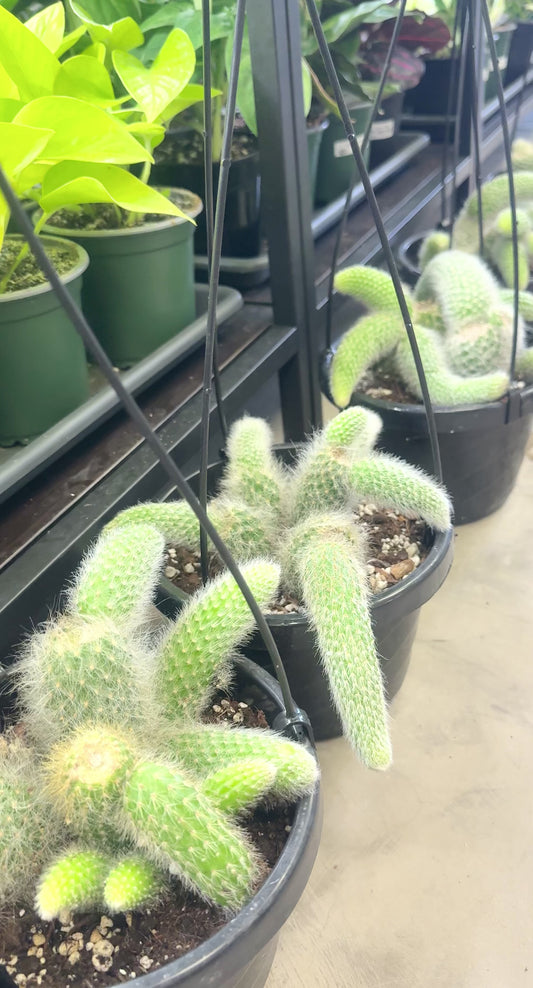 Monkey Tail Cactus | Cleistocactus colademononis | 6” HB No Ship